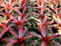 Bromelia Red Dunhill