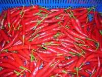 fresh chili,  chili powder,  dried chili