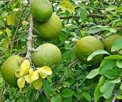 Supplier of Organic Bael fruit
