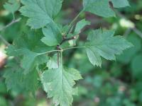 Hawthorn Leaf Extract