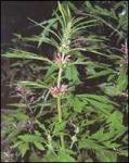 Chinese Herb Medicine &Acirc;&pound;&Acirc;&not;Chinese Herbal Medicine, plant extracts powder
