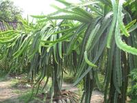 Buah Naga â Kaktus Manisâ Berkhasiat untuk Kesehatan
