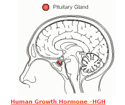 Sell HGH Oral Liquid