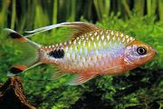 JUAL IKAN HIAS FILLAMENTOSUS