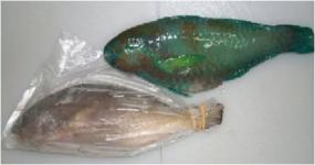Parrotfish (Scarrus spp.)