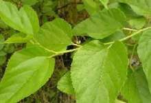 Mulberry extract