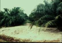 Oil Palm Development