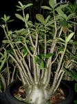 Thai Arabicum Mother Plant 1