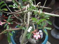 Bibit Adenium