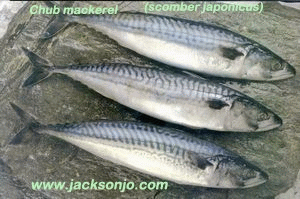 pacific mackerel