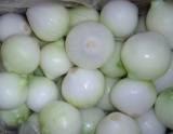 onion/ onion powder/ onion granule/ onion slice