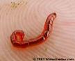 Blood Worms SUPER