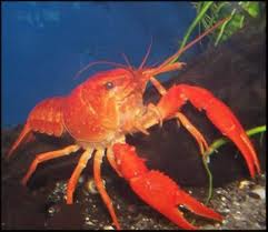 Lobster Air Tawar Procambarus sp.