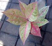 Aglaonema - Srikandi (TERJUAL)