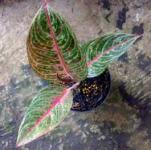 Aglaonema Diana 6d