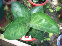 jemani mangkok green leaf ( sold out)