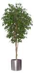 Artificial Ficus Tree,  7ft.