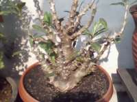 PACHYPODIUM