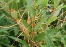 dodder extract