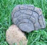 Common Phellinus Fungus P.E.