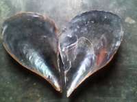 mussel shell( kerang kapak/ wadung)