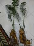 Encephalartos aemulans
