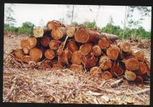Acacia Mangium Plantation round log