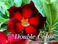 Double Colour