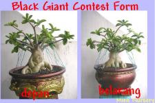 Black Giant Contest Form