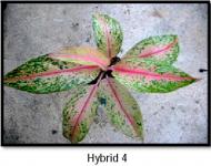 Hybrid 4