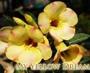 Grafting Yellow Dream
