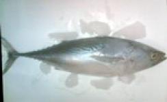 Chilled/Fresh Tuna Fish
