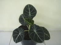 Alocasia Black Velvet BSR