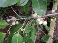 Duwet ( Latin: Syzygium cumini ( L.) Skeels) Familia: Myrtaceae SMS= 081-32622-0589 SMS= 081-901-389-117 Email= BudimanBagus01@ yahoo.com