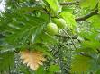 SUKUN ( Artocarpus altilis) > > SMS= 081-32622-0589 > > SMS= 081-901-389-117 > > Email= BudimanBagus01@ yahoo.com