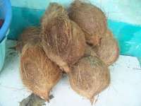 kelapa