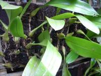 Bulbophyllum Lobii