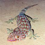 Exotic Gecko