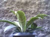 Sansevieria splendens