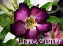 Grafting Ultra Violet