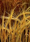 Feed barley