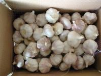 fresh garlic