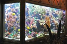 Jasa Setting & Perawatan Aquarium di Bali