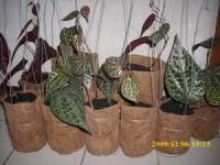 Sirih Merah Piper crocatum Ruiz & Pav. Familia: Piperaceae > > Dijual: Daun Sirih merah kering persatuan > > SMS= 081-32622-0589 > > SMS= 081-901-389-117