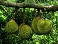 Jual Bibit Durian Sitokong