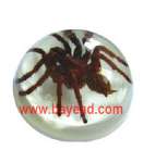 Sell Real Tarantula Spider In Resin Paperweights