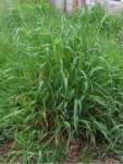 Cumtrilise apiranis Grass