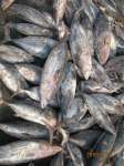 frozen mackerel ,  skipjack tuna and pike perch fillets