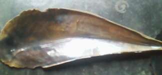 mussel shell( kerang kapak/ wadung panjang)