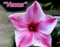 Grafting Venus